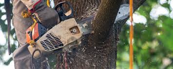 How Our Tree Care Process Works  in  West New York, NJ