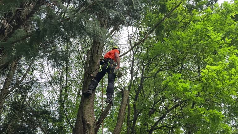 Trusted West New York, NJ  Tree Services Experts